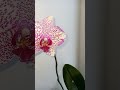 Орхидеи на южном окне