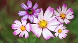 How to Grow Cosmos from Seeds