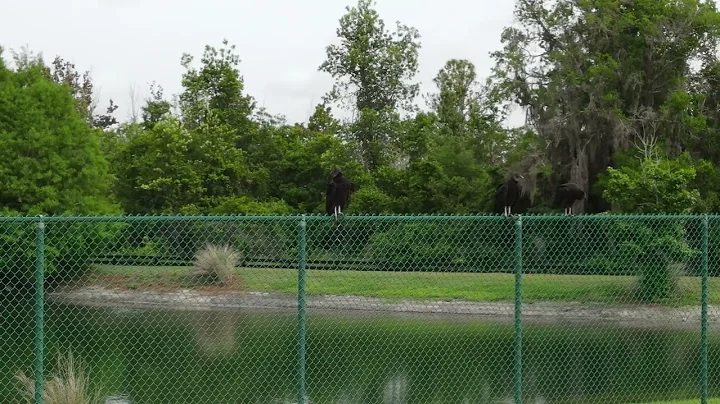 Fence sitting vultures