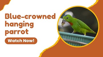 🌳🦜 Blue-crowned Hanging Parrot: Southeast Asia