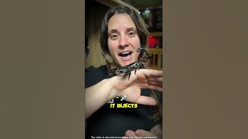 Thumbnail of If A Scorpion Stings You Do This