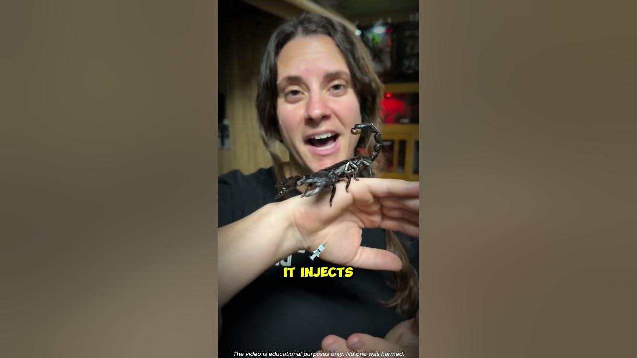 If A Scorpion Stings You Do This
