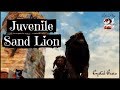 Juvenile Sand Lion - GW2 Let's Play ?