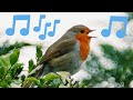 Robin singing in the rain  rotkehlchen gesang  chant du rouge gorge  crvenda pjeva na kii