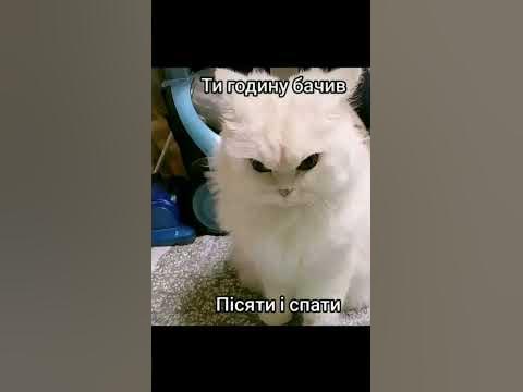 пісяти і спати😁😂 - YouTube