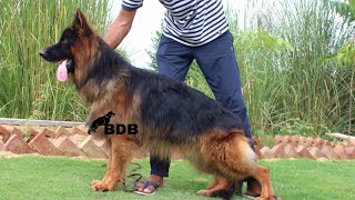 Top German shepherd stud available BDB khatushyamji, #dog #viral #video #viralvideo#gsd puppy Drums by BDB Brother's Dog Bazaar 196 views 1 year ago 49 seconds