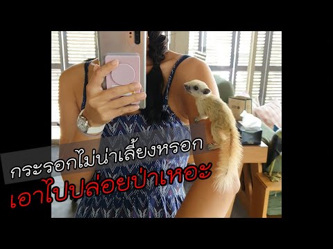 เลี้ยงกระรอก