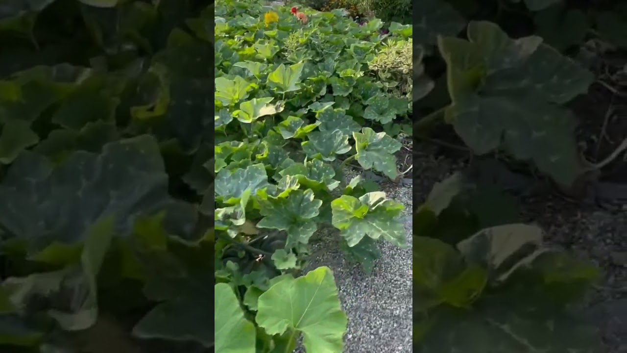 Pumpkin Patch 2024 🎃 