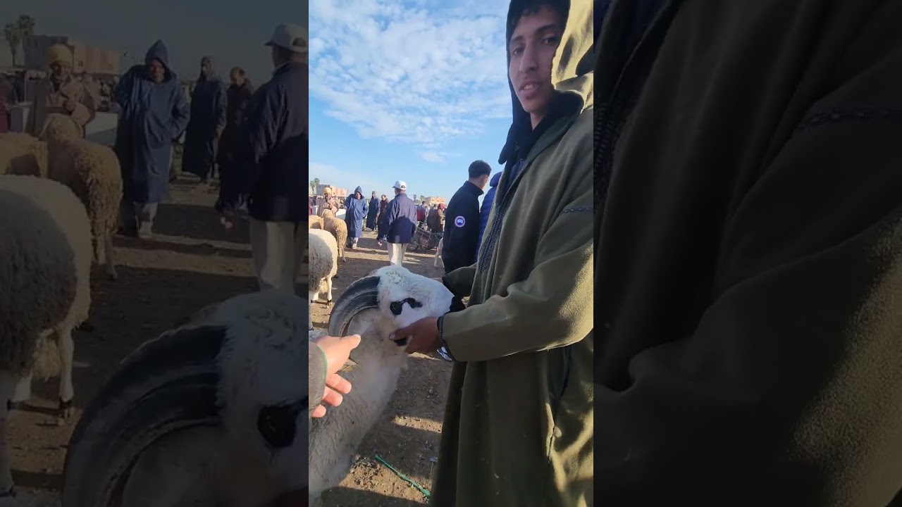 من سوق الاربعاء السوهلة  اقليم #مراكش تاريخ فيديو 2026.02.25 