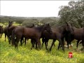 Ganaderia de ORTIGAO COSTA