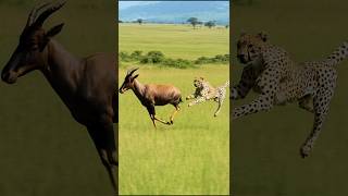 Antelope Kicks Leopard Into the Air in Epic Escape!