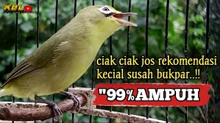 CIAK CIAK JOSS KECIAL KUNING AMPUH||PANCINGAN KECIAL MALAS BUNYI||