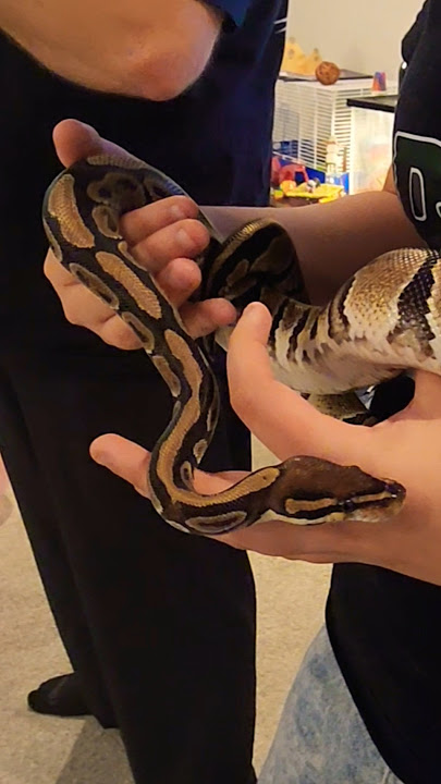 Amazing reptile