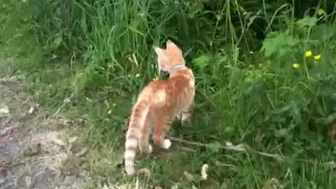 Watch the video about Savannah F6 kitten