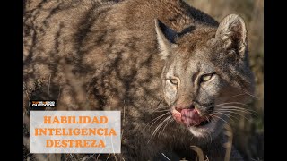 Puma en acción - Iso100Outdoor - Torres del Paine - Patagonia Chile