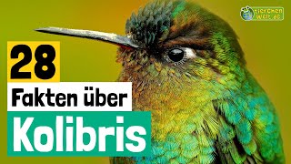 28 SteckbriefFakten über Kolibris  DokuWissen über Tiere  für Kinder