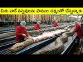 Inside the Snake Leather Factory 🐍 | Shocking Truth Behind Luxury Bags, Shoes &amp; Wallets