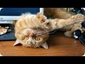 Смешные Кошки 2016! (#20) Веселая Видео Подборка! Смешные Животные 2016/