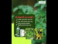 टोमॅटोमध्ये फुलगळ थांबत नाहीये? | Spray Schedule @nutrifertagriinputspvtltd7945