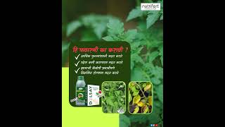 टोमॅटोमध्ये फुलगळ थांबत नाहीये? | Spray Schedule @nutrifertagriinputspvtltd7945