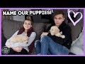 HELP US NAME OUR NEW PUPPIES!