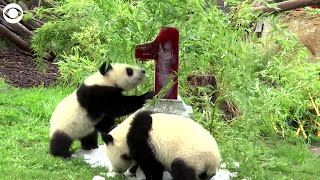 WEB EXTRA: Panda Twins Celebrate First Birthday