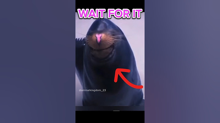 WAIT FOT IT😂❤🦭🦭🦭|seal|sealion|lion|tiger|fox|#shorts#youtube#viral