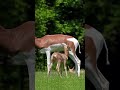 Gazelle Mother With Her Calf 