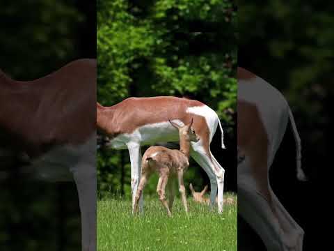 Videó: A gazella elegáns állat