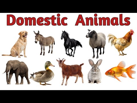Domestic Animals Name