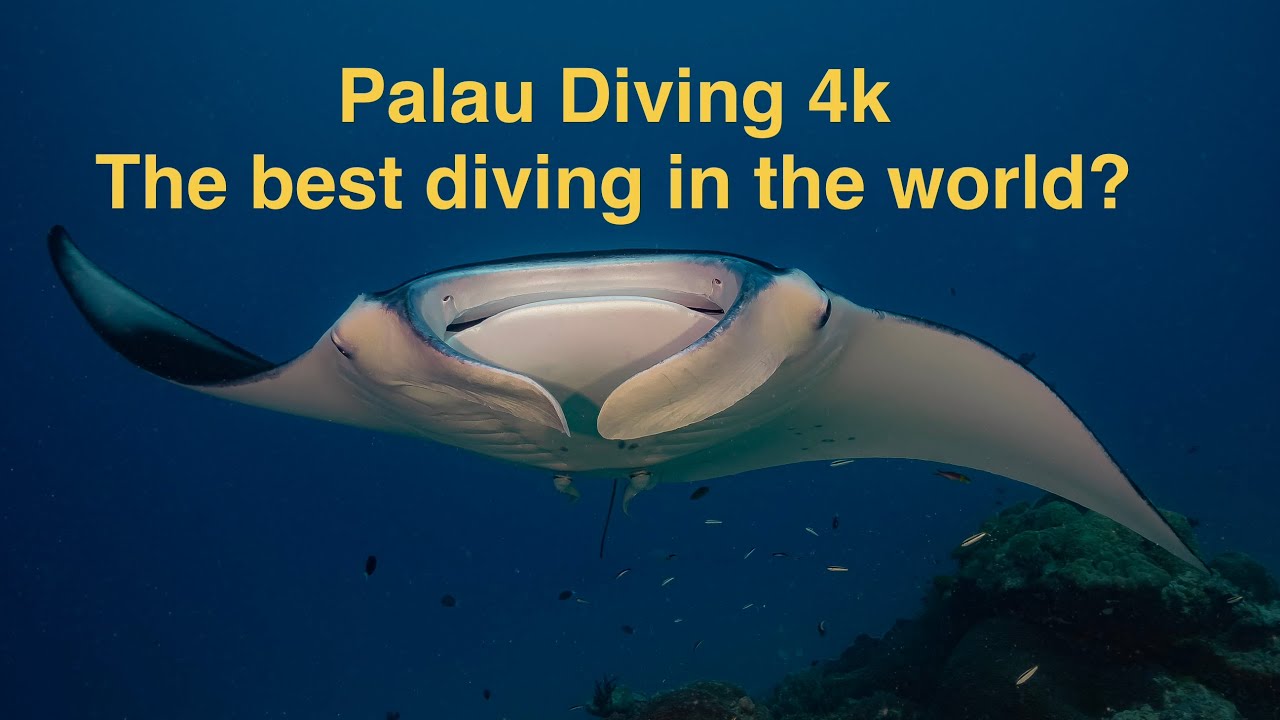 ⁣Palau Diving 4k - The best diving in the world?