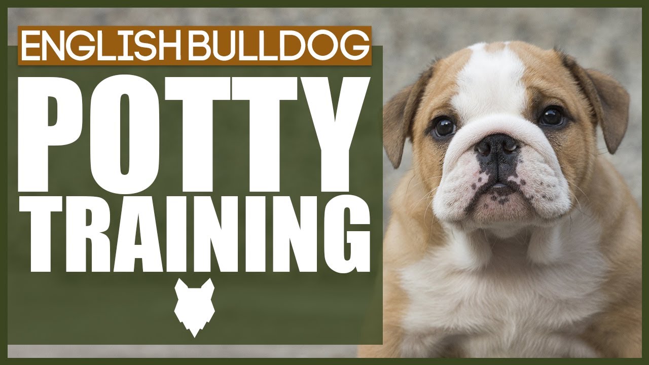 Potty Training 101 :: Bulldog Kids