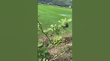 Cà Gai/ Cà Dại Hoa Trắng #shortsfeed #tomato #natural #herbal #thaoduocthiennhien