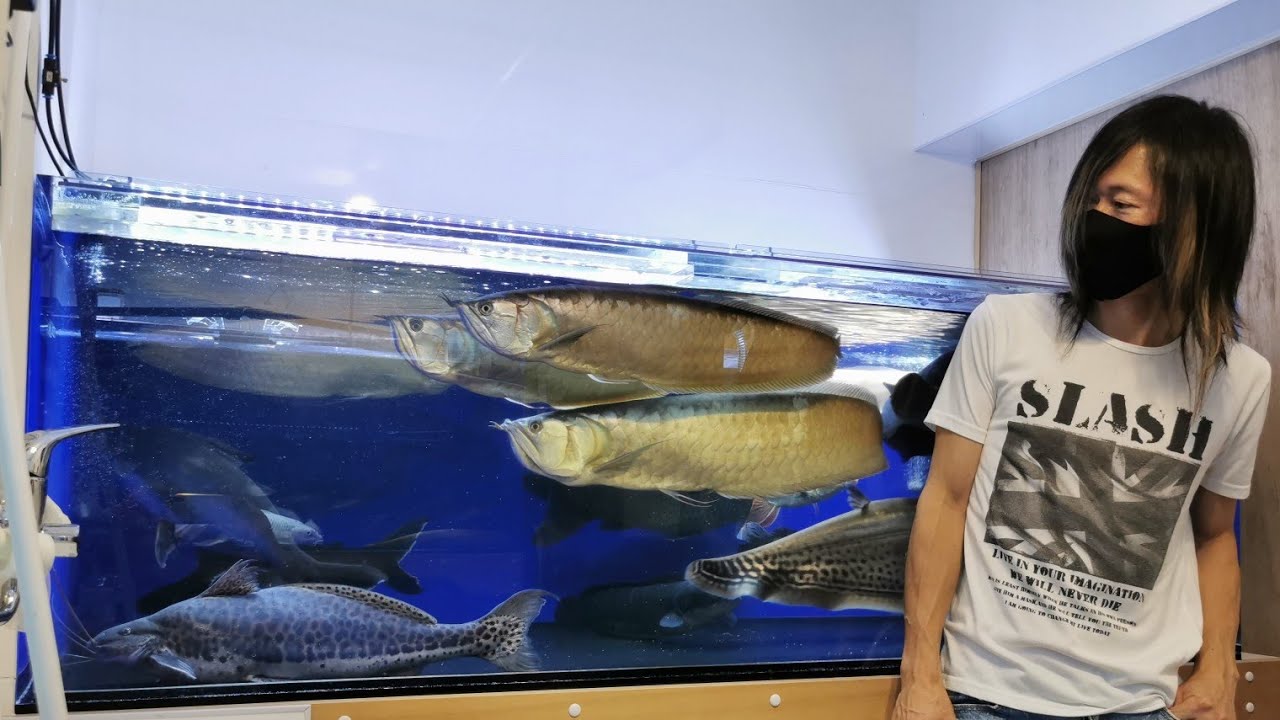 こだわりの飼育設備で地味で安い魚を大きく育てる浪漫！京都のマニアさんのお宅に潜入！