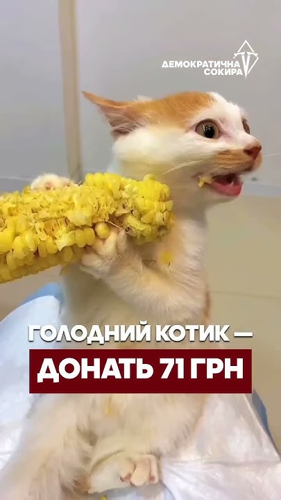 Який ти сьогодні котик? - YouTube