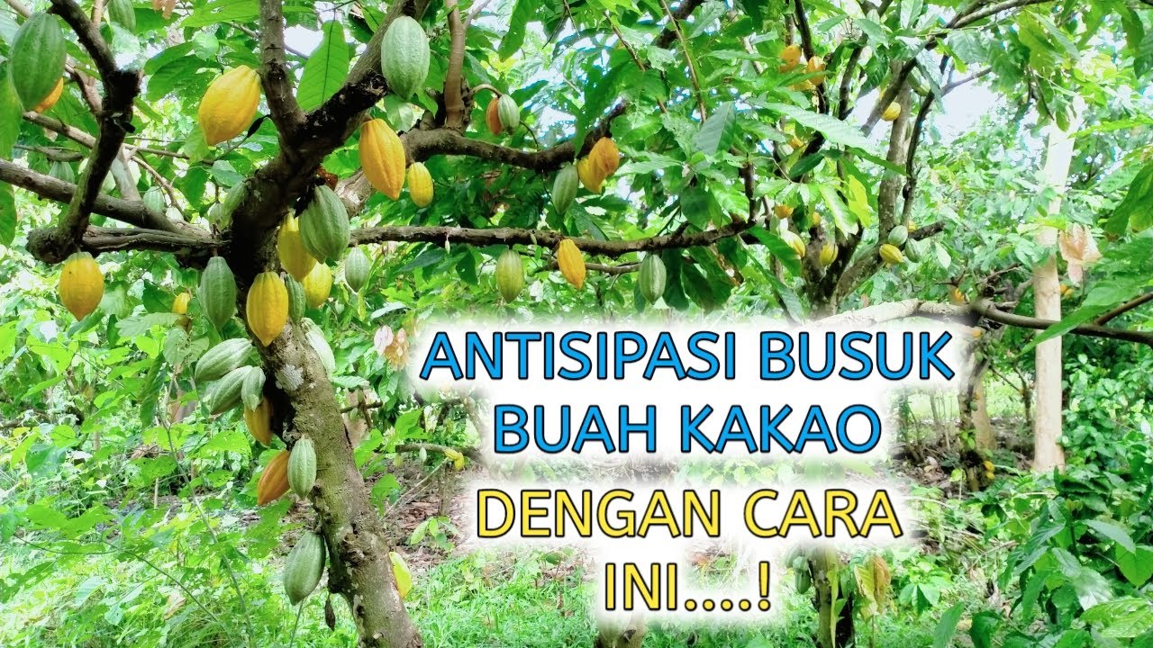 TERHINDAR DARI BUSUK BUAH, CARA INI TERBUKTI EFEKTIF UNTUK CEGAH BUSUK BUAH KAKAO !
