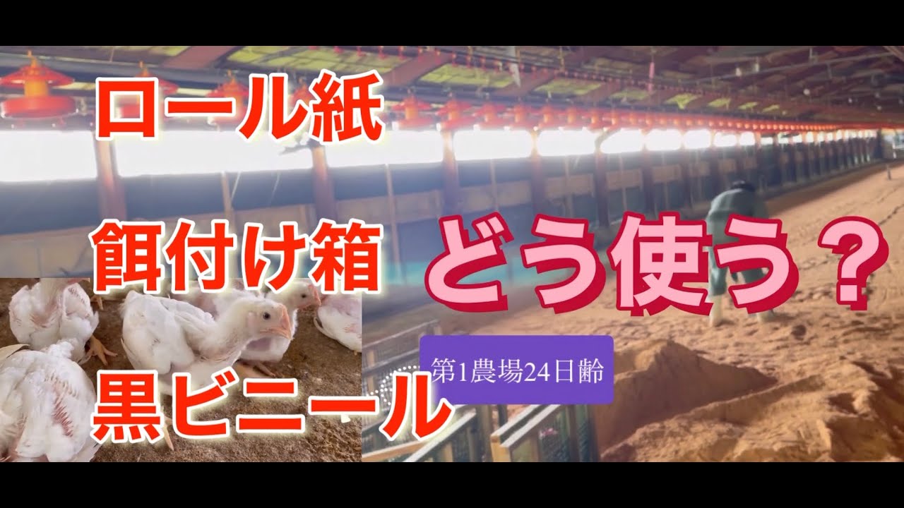 ロール紙、餌付け箱、黒ビニールの使い道 ひよこ入荷準備