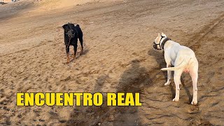 DOGO ARGENTINO Encuentro con ROTTWEILER