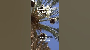 Surah Al-Masad (The Palm Fiber, Flame) 1-5 : Arabic Audio | سورة المسد