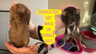 The Differences Between Male and Female Rats