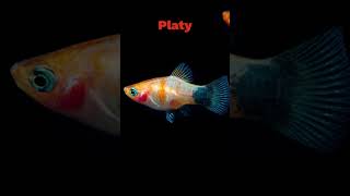 The Easiest Fish To Breed!