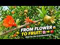 The Most Satisfying Transformation: Flower to Fruit 🌸➡️🍑
