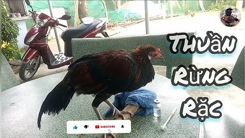 Thuần Rừng rặc và Bán mồi tơ cho Ae.