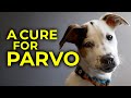 A Cure for The Parvovirus in Dogs? Treatment for Dogs Sick with Parvo