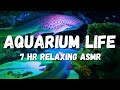 Sea aquarium sleeping ambience, underwater bubbles, stress relief, calming Low rumble, Sharks, fish,