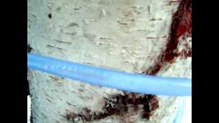 birch sap flow/Sap gasses