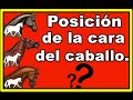 ✅🐴Como tiene que llevar LA CABEZA DEL CABALLO para trabajar bien, para muscular el dorso del caballo