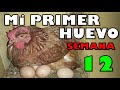 ▶¿CUANDO UNA GALLINA EMPIEZA A PONER HUEVOS?❤️