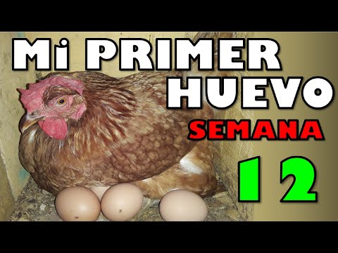 Video: ¿Dónde pone los huevos la gallina?