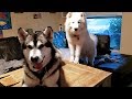 Download Snow Dogs | Rainy Day Game Download Lagu Mp3 Terbaru, Top Chart Indonesia 2018